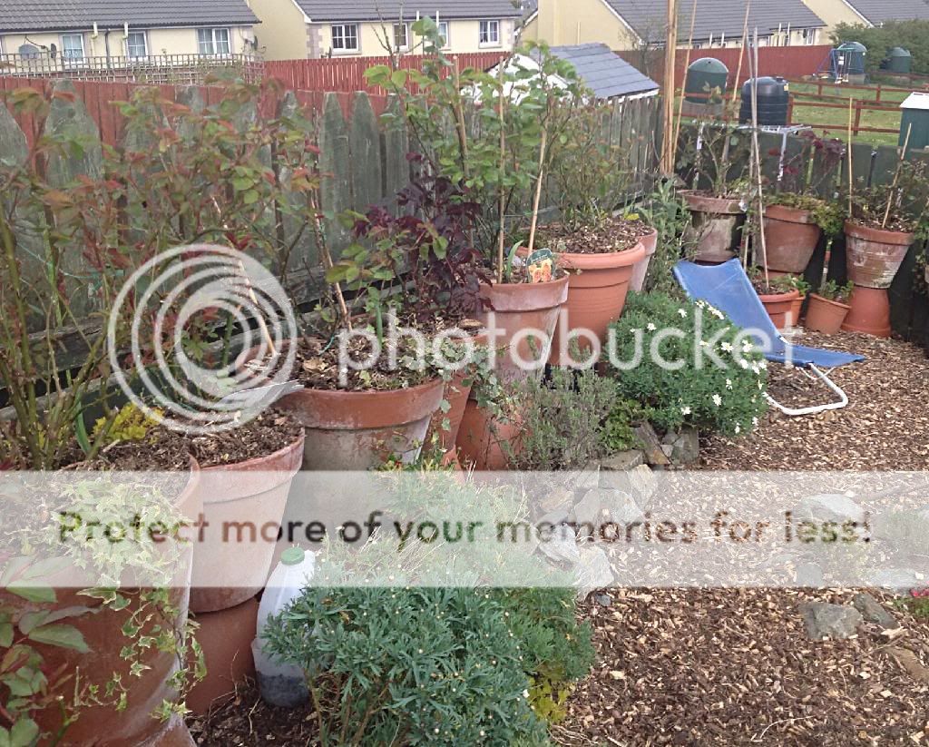 photo FCD4DB75-F554-425A-A856-A0B2496AD926_zpsa4qssgrs.jpg